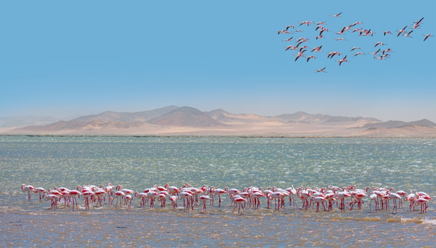 flamants roses d'Afrique