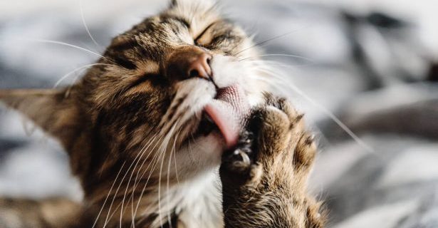 fleur de Bach chat chien