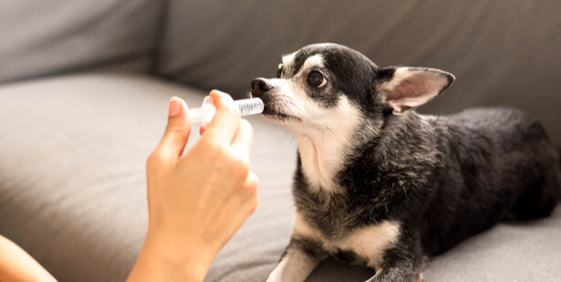 fleur de bach animaux