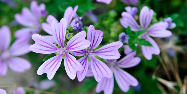 rosacée traitement naturel
