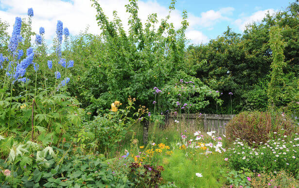 Jardin sauvage refuge pour la faune et la flore