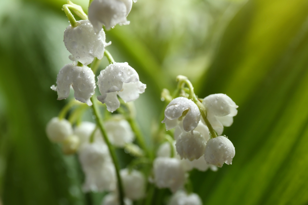Quand planter du muguet au jardin ?