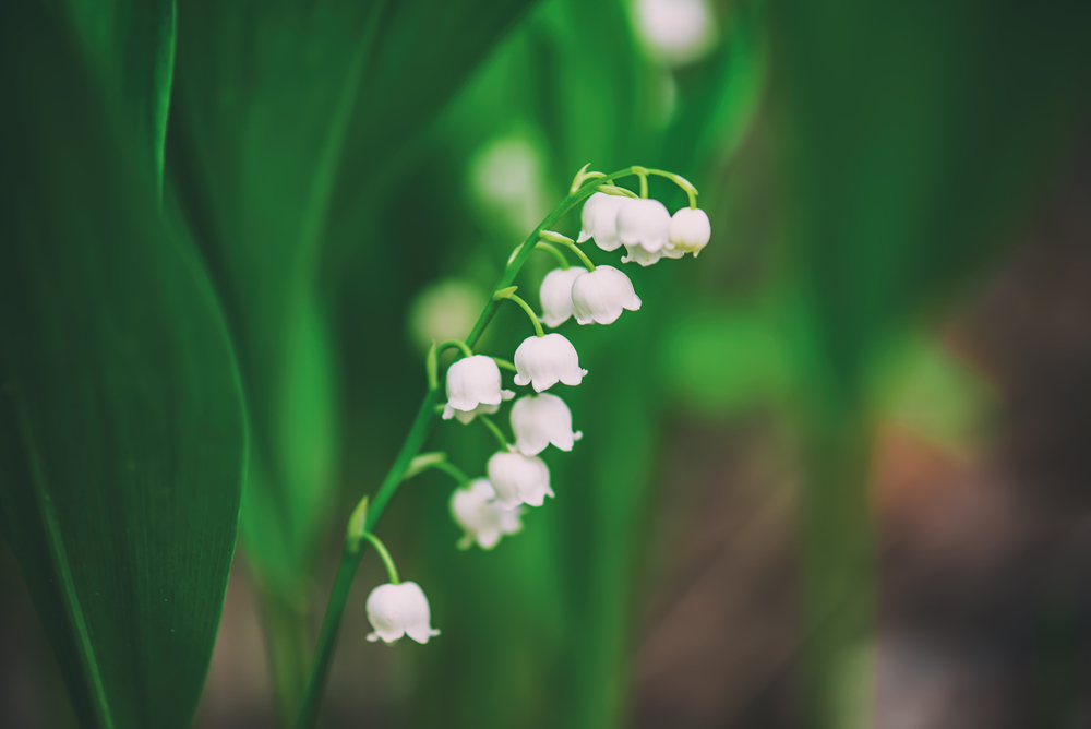 Comment couper le muguet pour qu'il repousse l'année prochaine ?