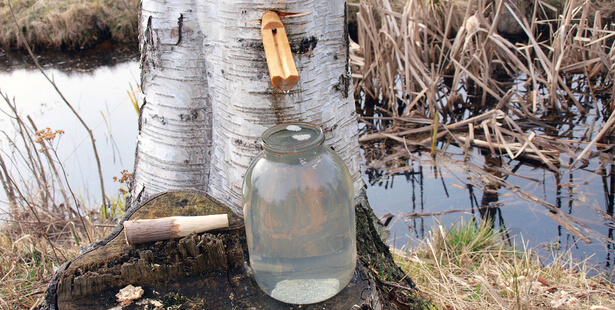 récolte sève de bouleau arbre