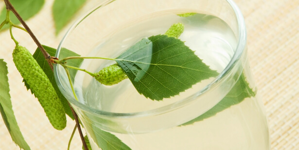 conservation sève de bouleau bouteille
