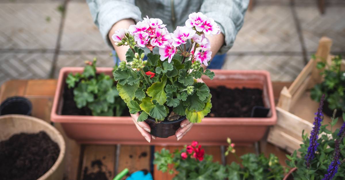 un pot de géranium