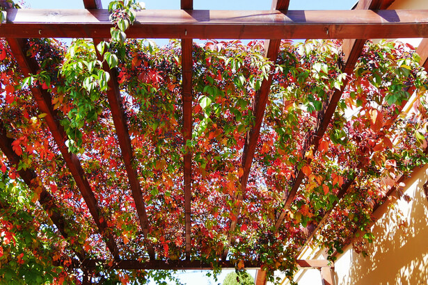 Vigne vierge sur une pergola créant une ombre naturelle et changeant de couleur selon les saisons