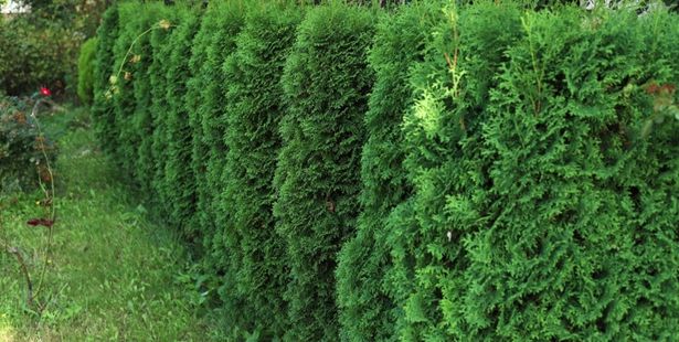 Le thuya est une plante inflammable