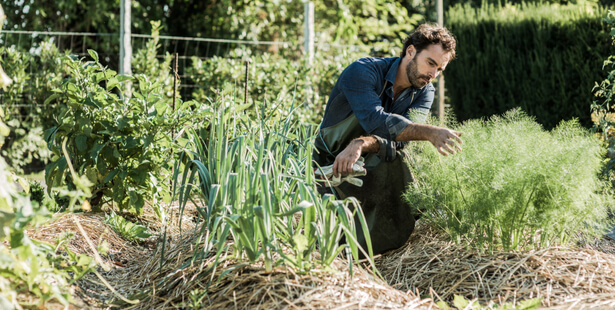 paillage tonte de pelouse pailler potager jardin bio