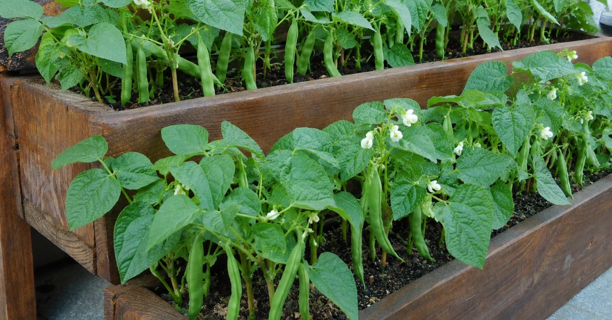 jardinières de haricots sur un balcon