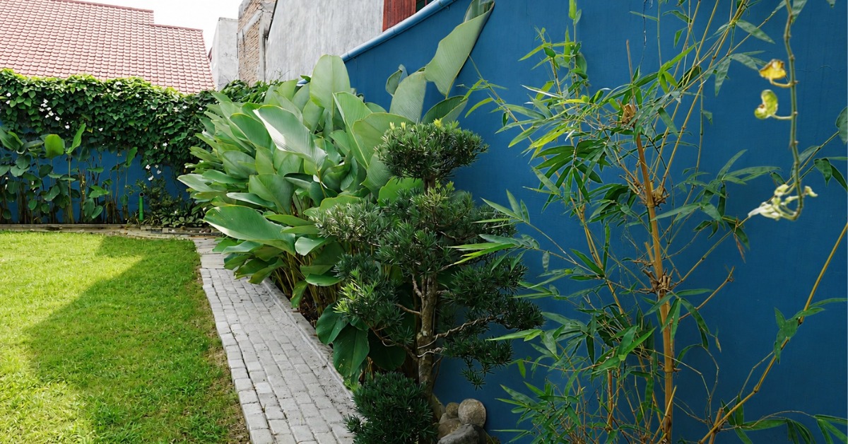 plate-bande de plantes d'ombre (Calathea, Bonsaï, Bambou) contrastant avec un mur bleu intense