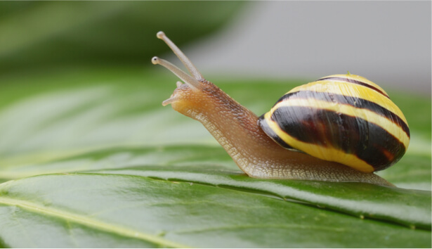 escargot des jardins protecton naturelle