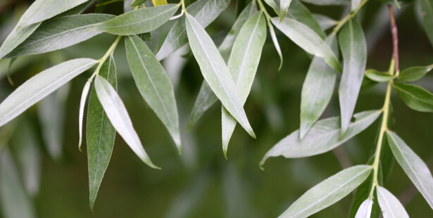 arbre saule blanc floraison