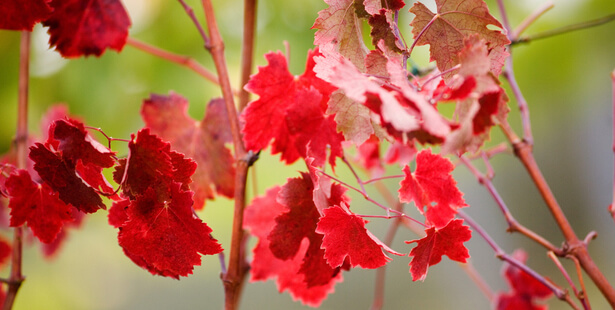 Feuilles de vigne rouge utilisées pour soutenir la circulation sanguine