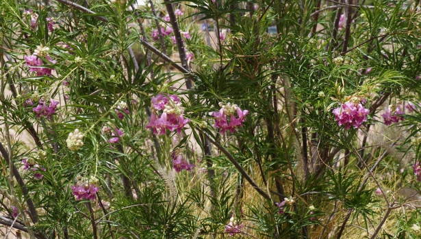 Plantes résistantes à la sécheresse dans un jardin adapté au climat chaud