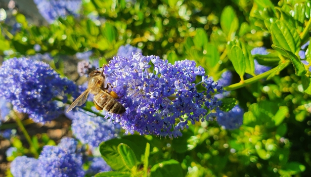 Jardin ombragé avec arbustes adaptés au réchauffement climatique