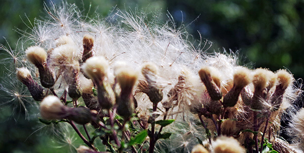 allergie au pollen