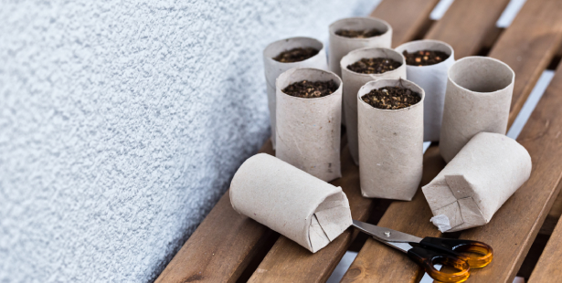 rouleaux de papier toilette pour les semis