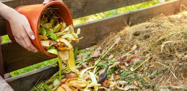 Pulvérisation de thé de compost oxygéné sur les plantes du jardin