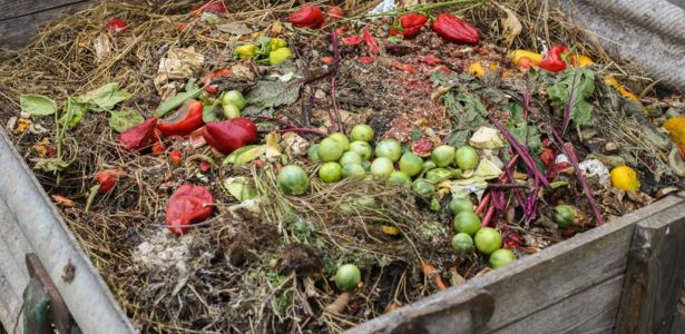 Utilisation du thé de compost oxygéné au jardin