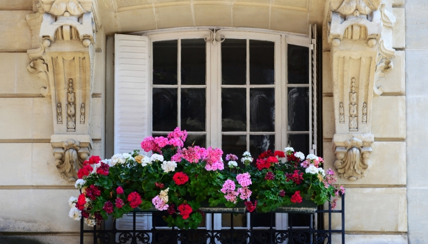 Entretenir des géraniums sur un balcon en ville