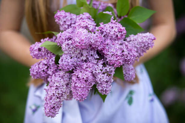 bouture lilas