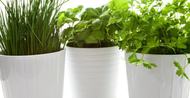 Herbes aromatiques à planter en juin en pot