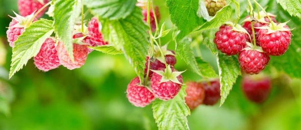 Récolter les framboises en juin