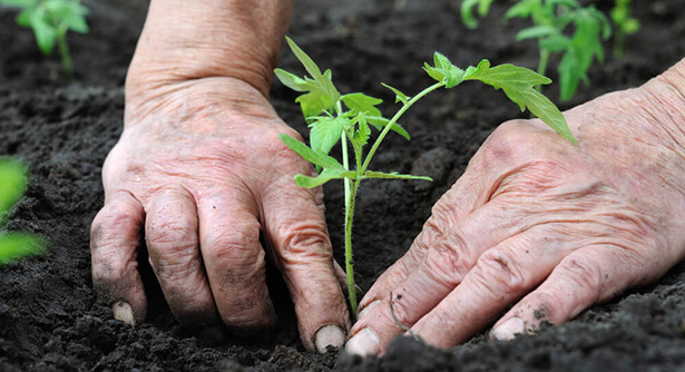 Planter des tomates en juin au potager