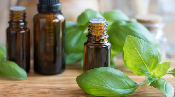 tisane de basilic et huile essentielle de basilic à utiliser avec précaution