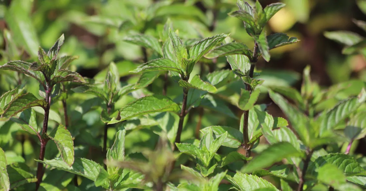 La menthe citron