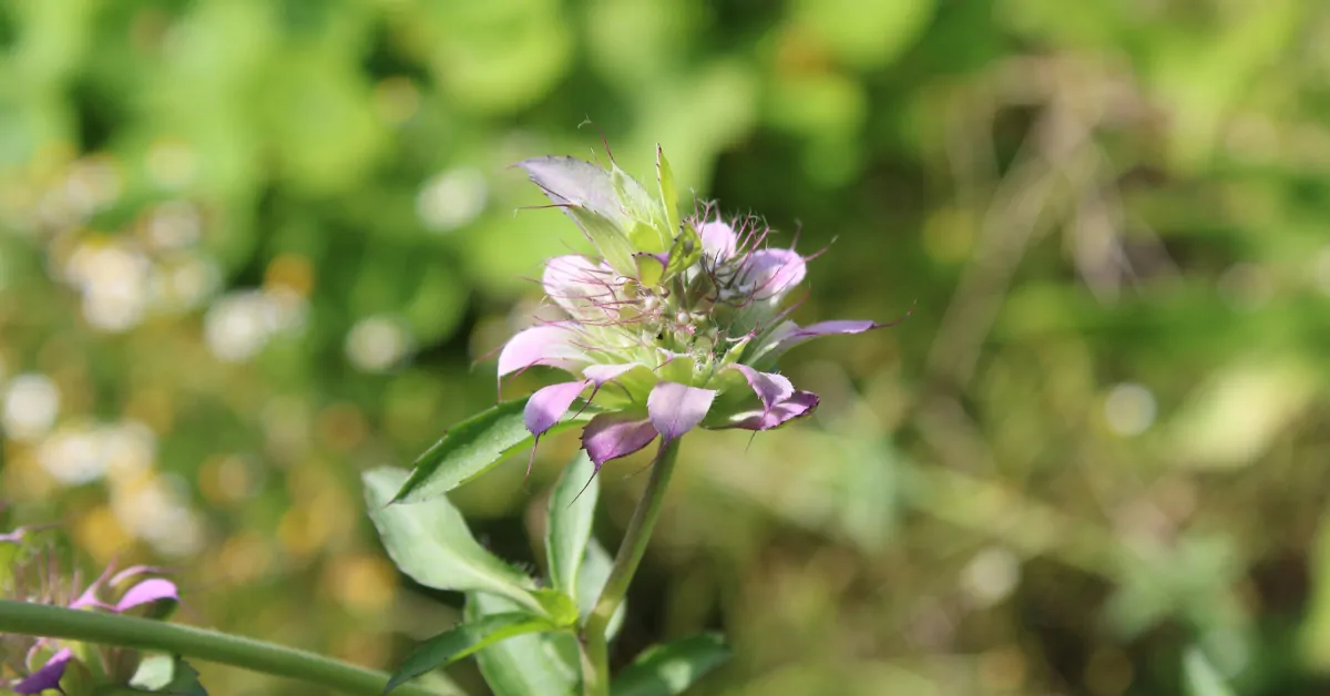 La monarde citronnée