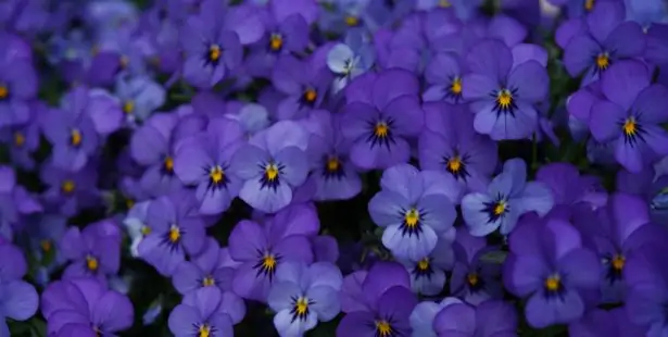 Violettes comestibles fraîchement cueillies pour la cuisine