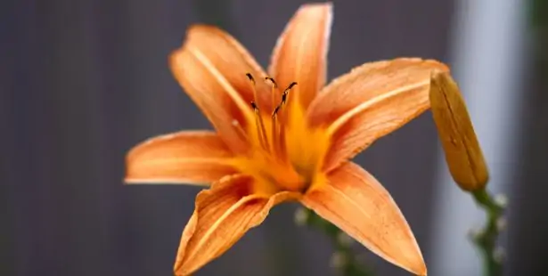 Hémérocalle orange ou lys d'un jour comestible au jardin