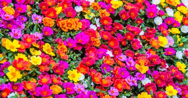 pourpiers fleuris en jardinière au soleil