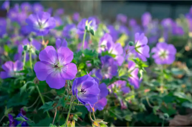 géranium vivace Rozanne en pot avec fleurs bleues à coeur blanc