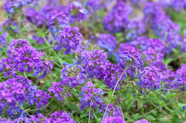 verveine de jardin en pot avec petites fleurs violettes