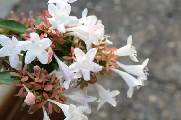 abélia en pot couvert de petites fleurs blanches et rosées