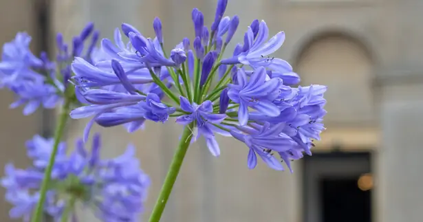 agapanthes bleues en pot sur balcon ensoleillé
