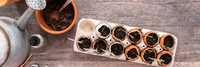 Coquilles d'oeufs broyées disposées au pied de jeunes plants au potager