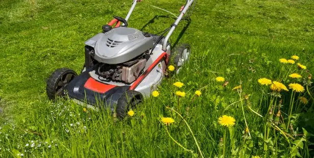 Gazon tondu plus haut pour préserver la biodiversité du jardin