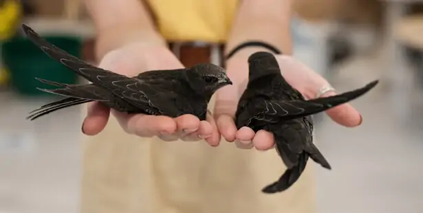 Jeune martinet noir recueilli avec précaution