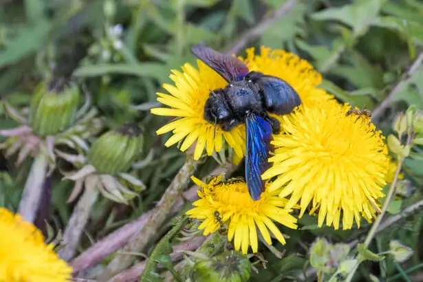 abeille charpentière, une abeille sauvage pollinisatrice
