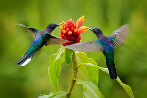 colibris butinant des fleurs, pollinisateurs non insectes