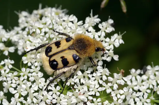 trichie fasciée sur une fleur, coléoptère pollinisateur