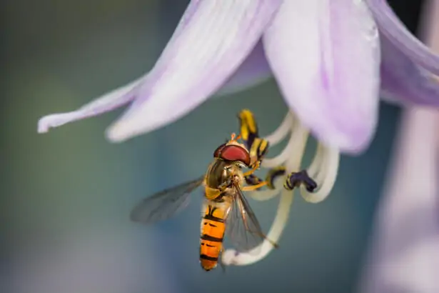 syrphe ceinturé, insecte pollinisateur utile au jardin