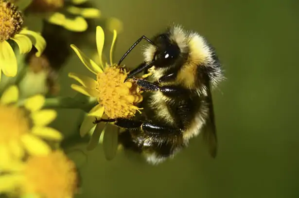 bourdon des jardins butinant une fleur, insecte pollinisateur