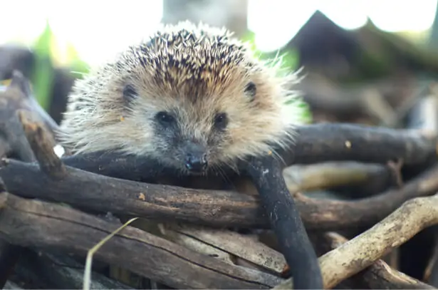 favoriser biodiversité verger