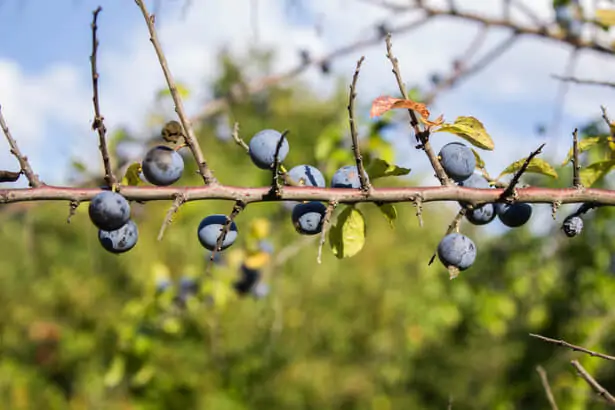 favoriser biodiversité verger