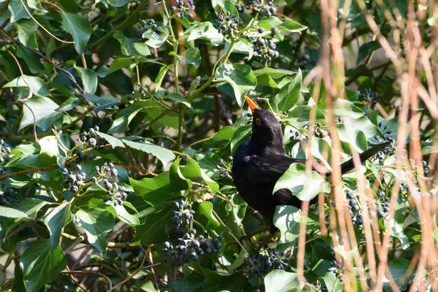 favoriser biodiversité verger